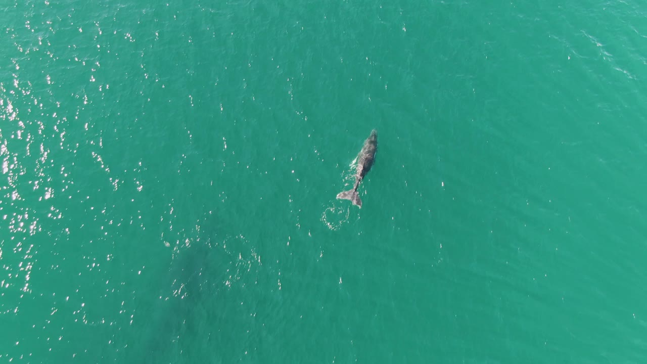 Overhead view at Punta Gorda Beach, Baja California Sur, Mexico, showing a dark whale-shaped marine animal near the upper left of turquoise water with small ripples and no visible people.