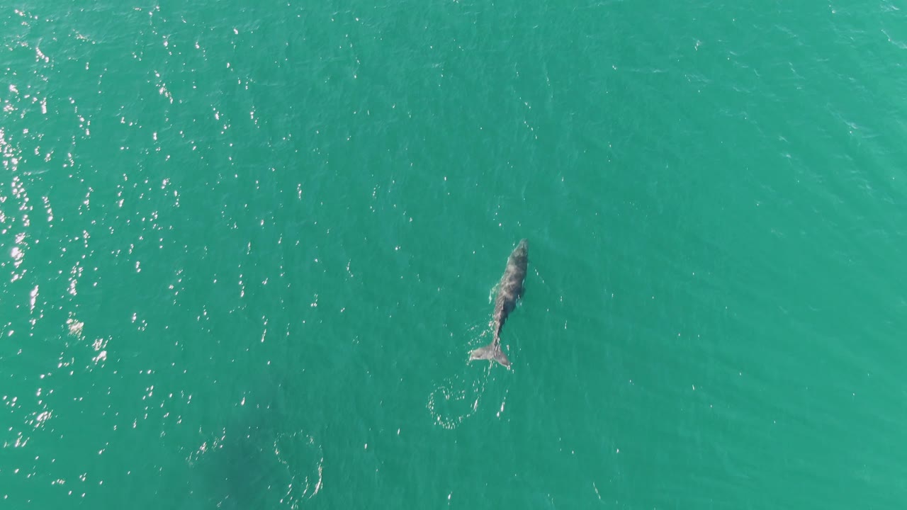 Marine animal near the center of turquoise water with bright sun reflections nearby.