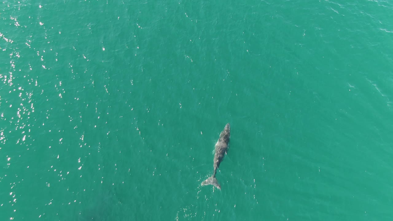 Aerial view at Punta Gorda Beach, Baja California Sur, Mexico, showing the whale-like animal farther right in open turquoise water with a pale tail area and no visible people.