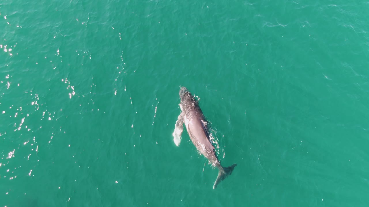 A whale swims at the surface of turquoise ocean at Punta Gorda Beach, Baja California Sur, with its body angled through clear water and no visible people.