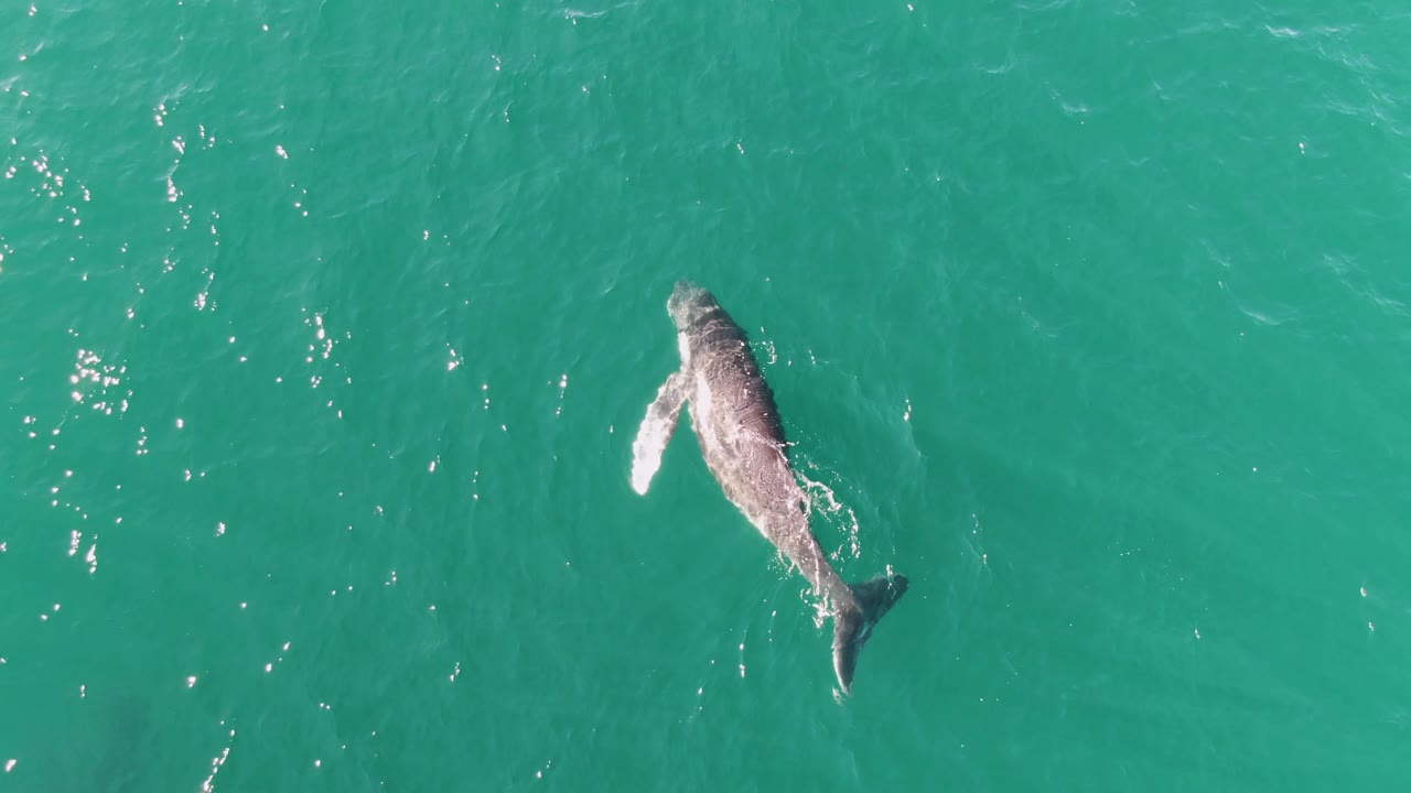 The whale is seen from above in turquoise water at Punta Gorda Beach, Baja California Sur, with one pale flipper visible beside the body and no visible people.