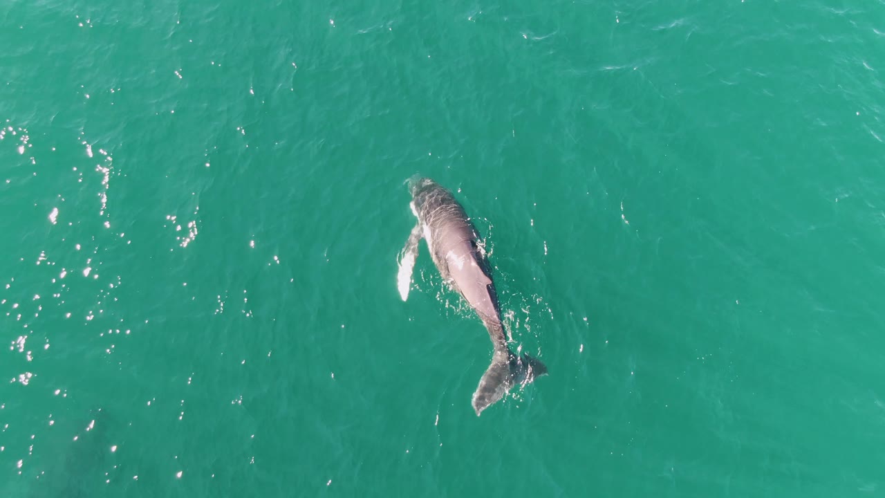 Overhead aerial frame of a whale angled across clear turquoise ocean at Punta Gorda Beach, Baja California Sur, with a bright flipper wake and no visible people.