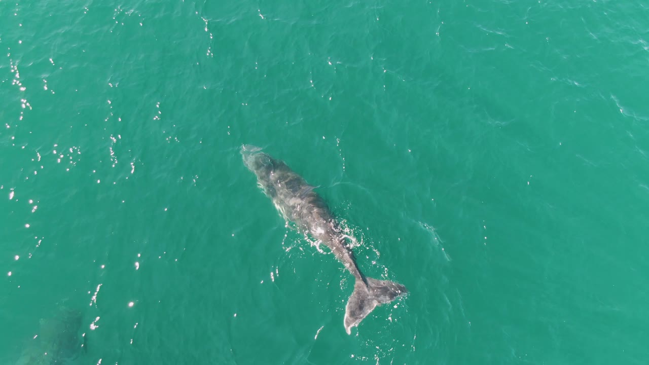 Whale swimming near the surface in turquoise ocean water.