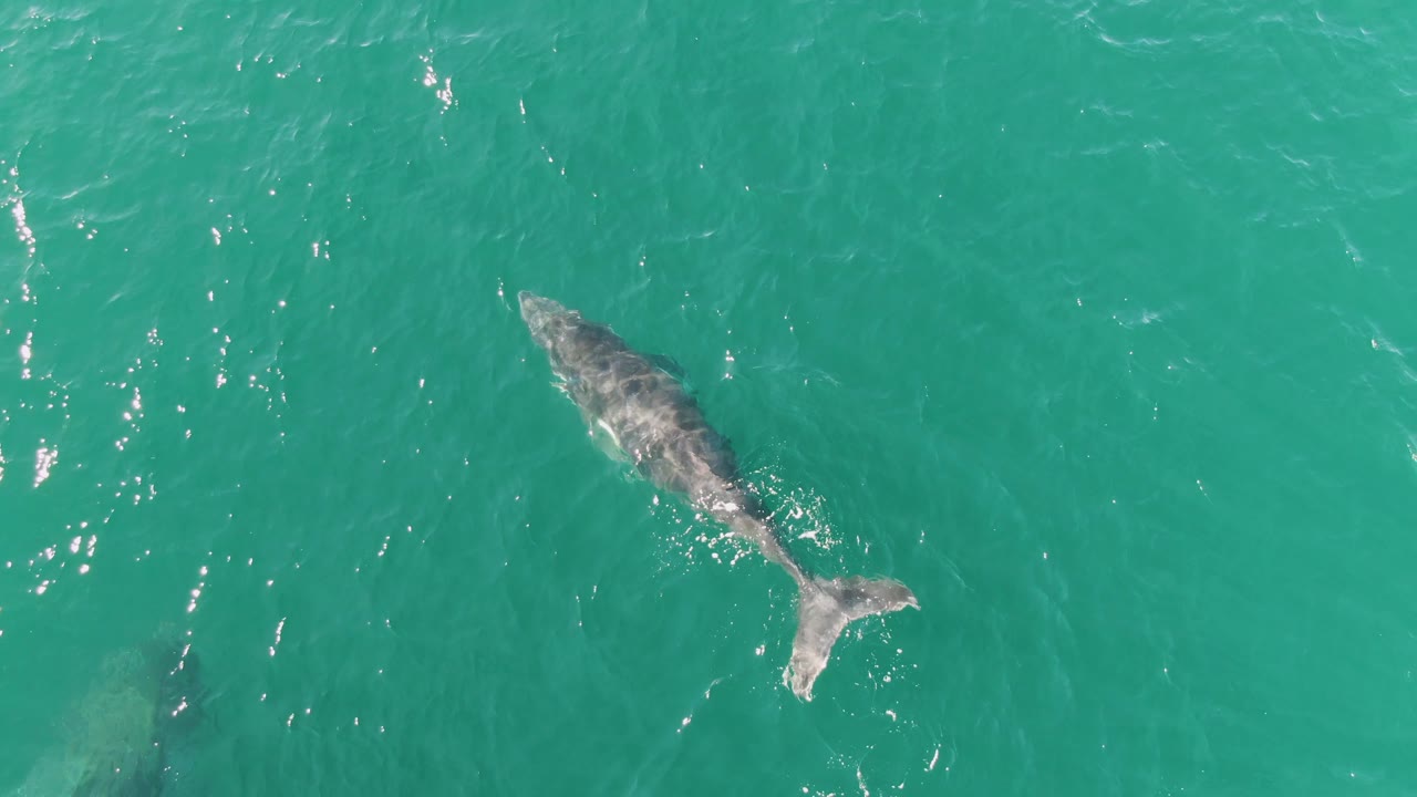 A whale moves through clear turquoise ocean water at Punta Gorda Beach, Baja California Sur, with the body slightly muted by the surface and no visible people.