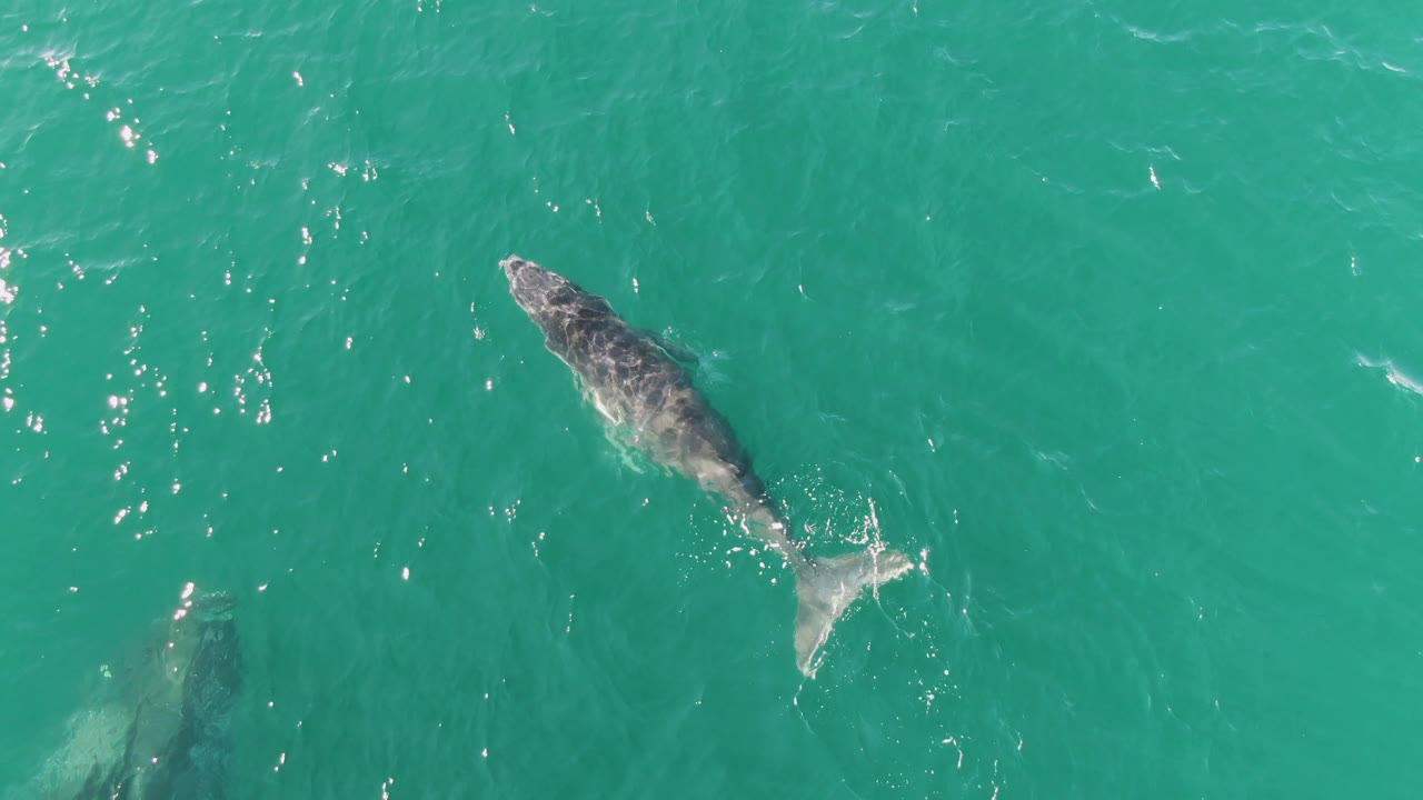 Overhead view of one whale near the surface and a fainter second whale below the turquoise water at Punta Gorda Beach, Baja California Sur, with no visible people.