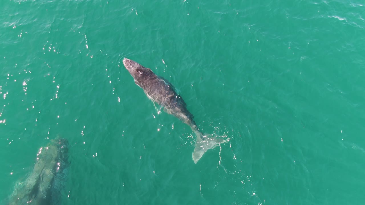 A whale angles across clear turquoise ocean water at Punta Gorda Beach, Baja California Sur, while part of another whale appears near the lower edge and no people are visible.