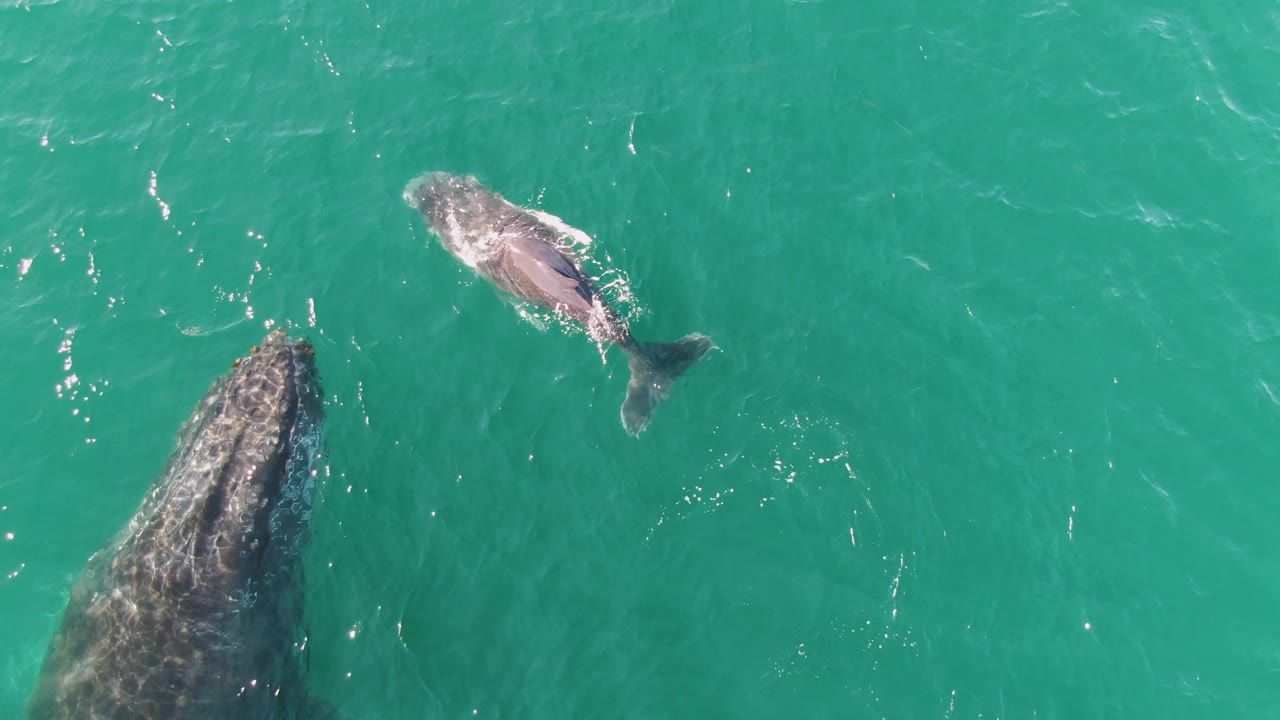 Adult humpback whale and calf swim near the surface off Punta Gorda Beach, Baja California Sur, with turquoise water around them and no visible people.