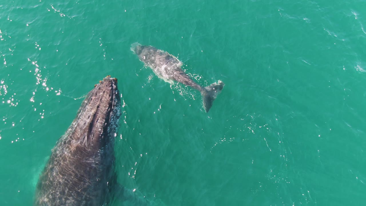 Adult humpback whale below a smaller calf in open turquoise water.