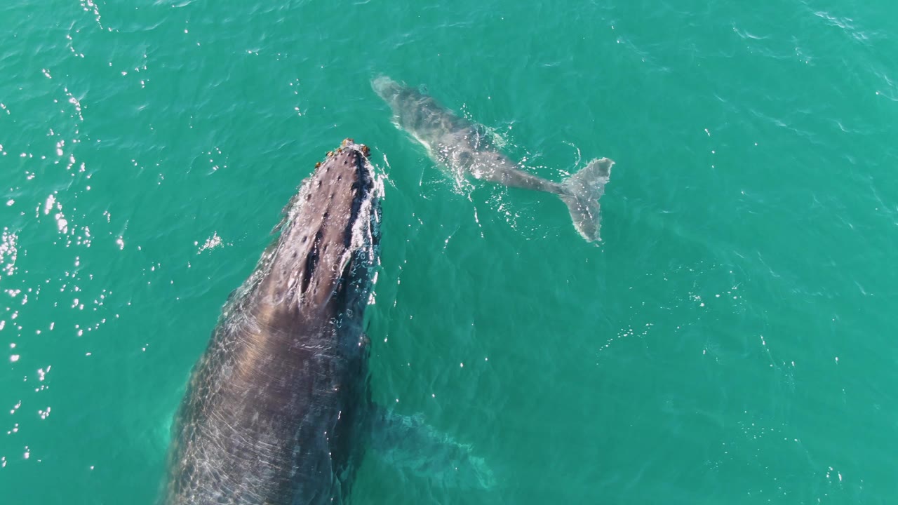 Adult humpback whale surfaces at frame right with the calf ahead in Punta Gorda Beach ocean water, and no visible people or boats.