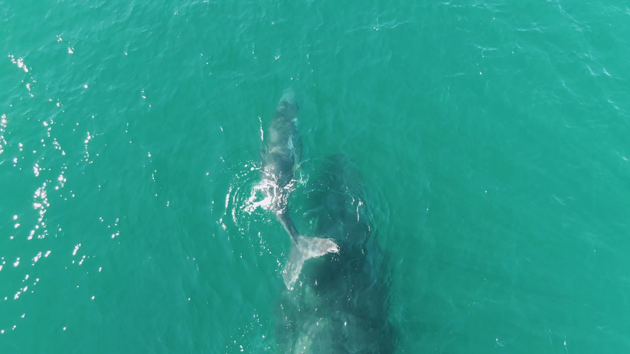 Top-down view at Punta Gorda Beach, Baja California Sur, showing a large whale below the clear turquoise water with a smaller calf near the upper left and no visible people.
