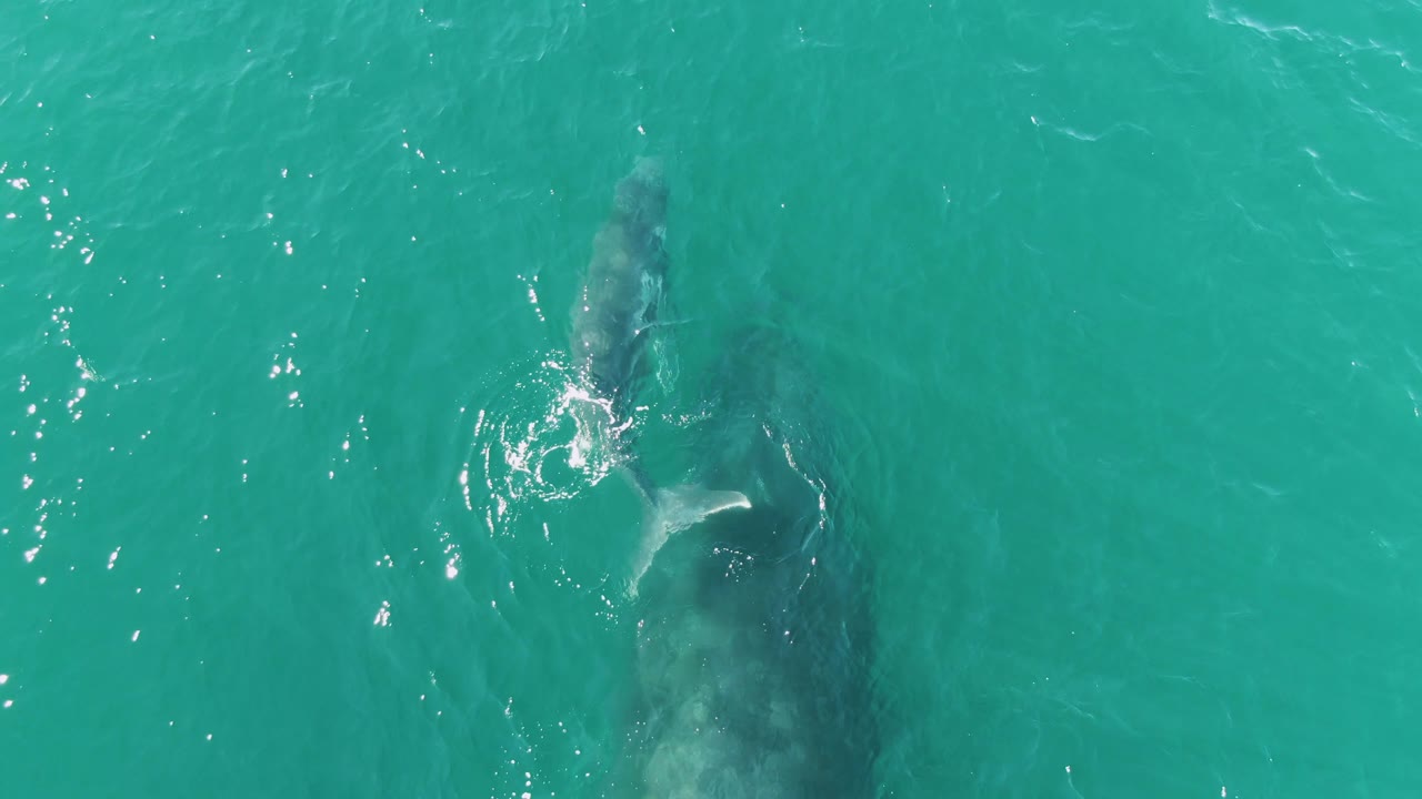 Aerial frame at Punta Gorda Beach, Baja California Sur, with the calf centered above the larger whale shape and scattered sun reflections on the turquoise surface, with no visible people.
