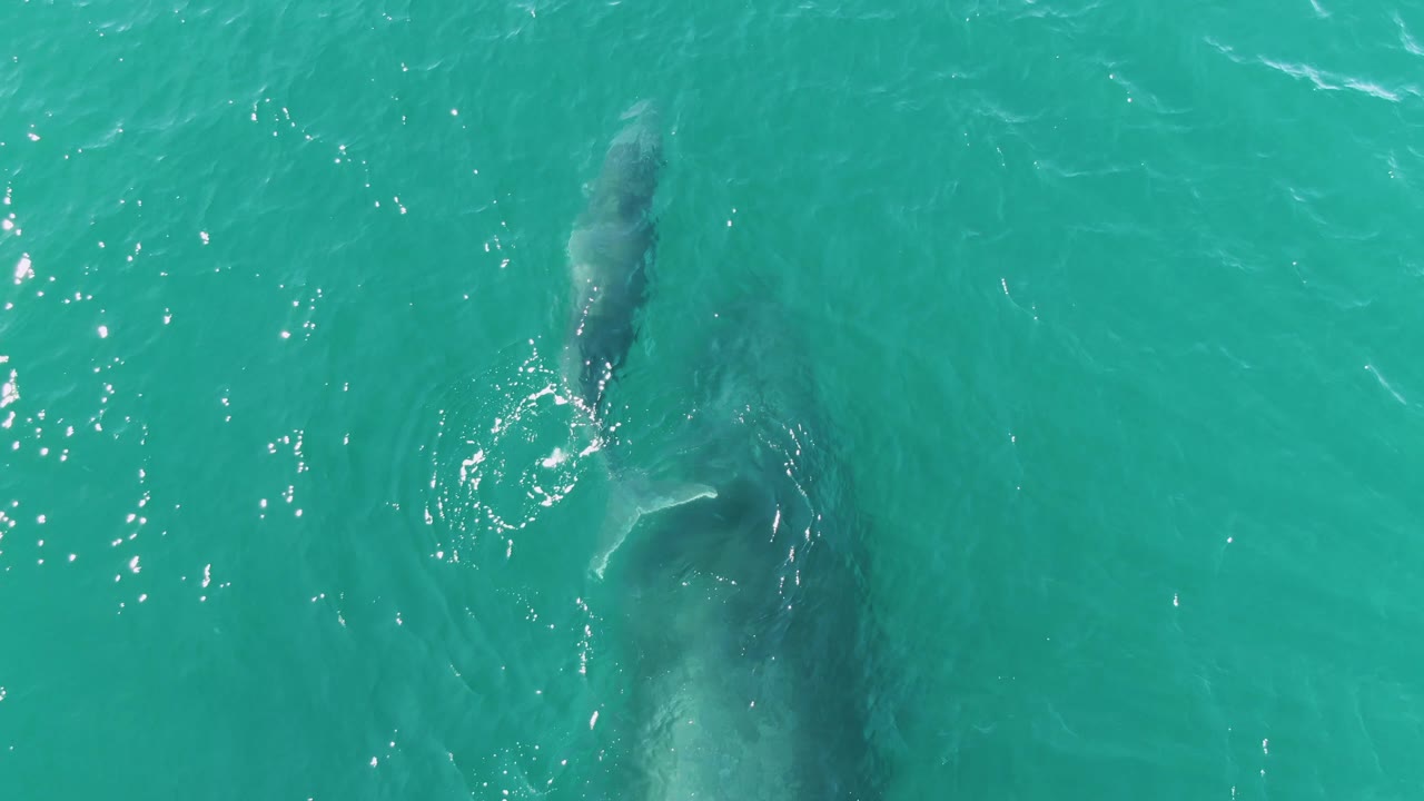Top-down Punta Gorda Beach frame showing the calf near the upper right with a pale tail splash and the adult whale below it under the turquoise surface, with no visible people.