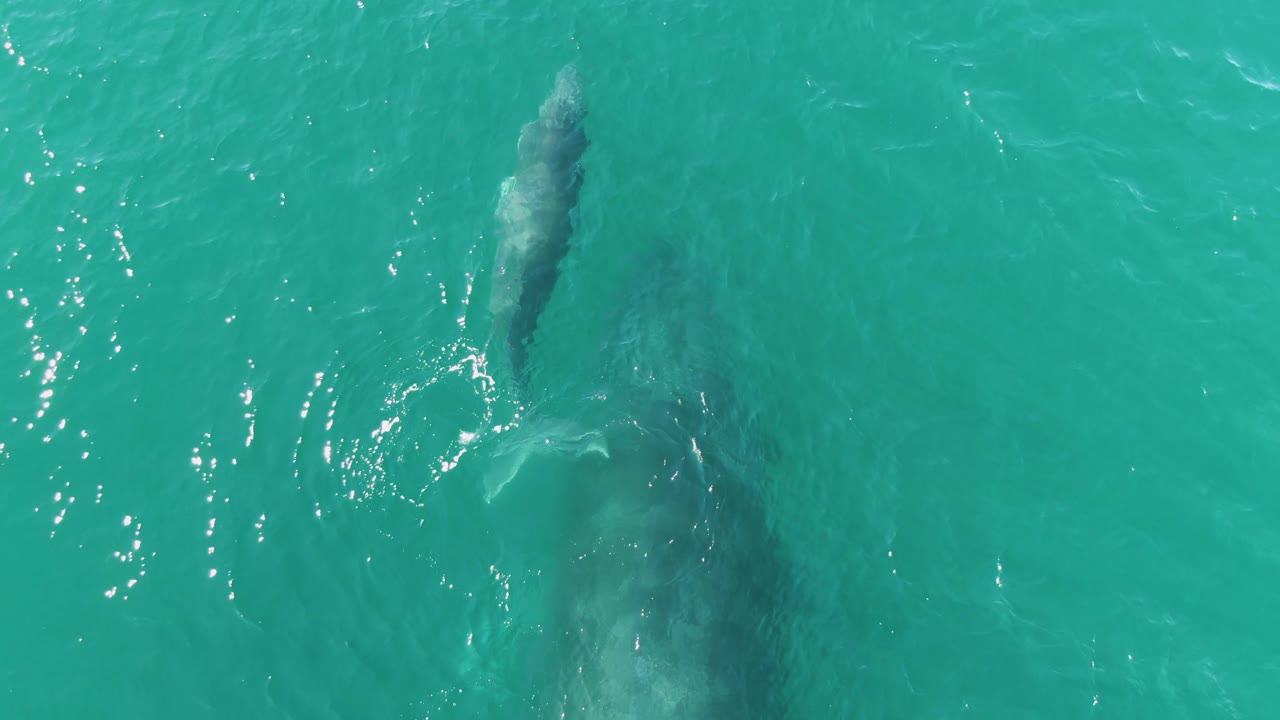 Calf and whale shadow under turquoise water