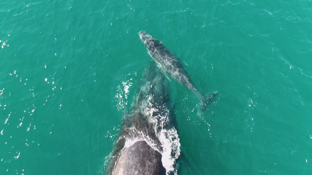At Punta Gorda Beach, Baja California Sur, a whale calf swims near the top of the frame above a larger adult whale partly visible below in turquoise water, with no visible people.