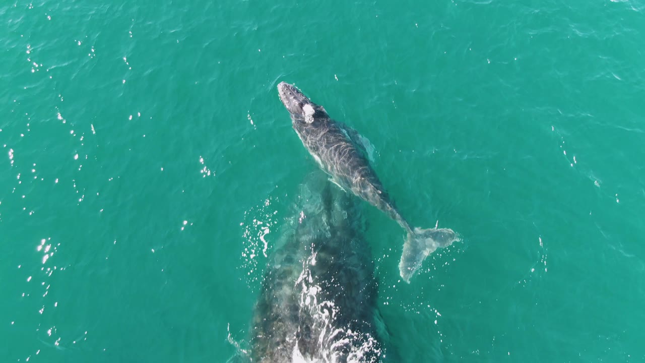 At Punta Gorda Beach, Baja California Sur, the calf remains just above the adult whale's submerged body, with bright sun reflections scattered across the turquoise surface and no visible people.