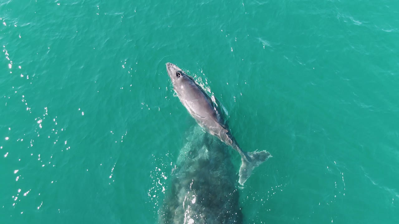 At Punta Gorda Beach, Baja California Sur, the whale calf is near the upper right of the adult whale's body, with pale splash marks around the animals and no visible people.