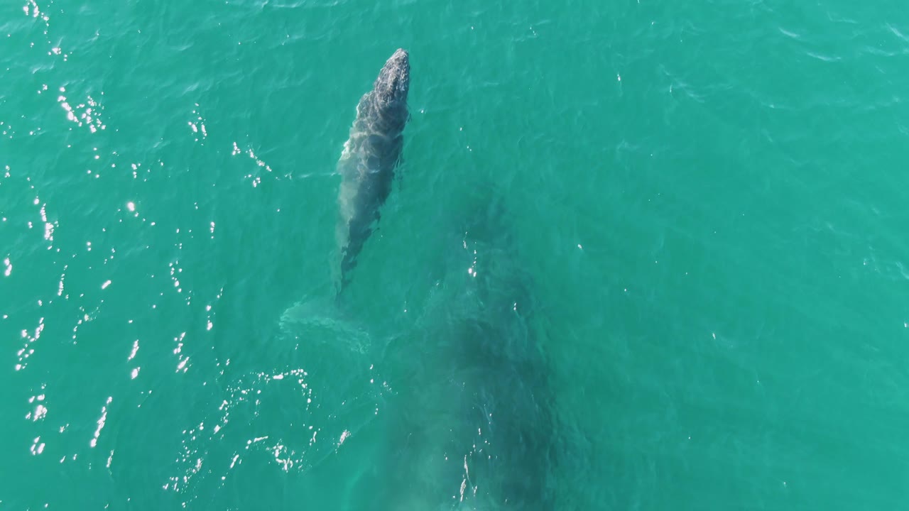 Whale just below turquoise ocean surface from overhead.