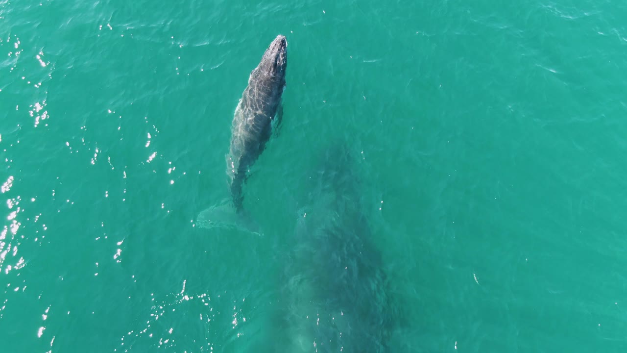 The whale is closer to the surface in turquoise water at Punta Gorda Beach, with bright glints on small ripples and no visible people or boats.