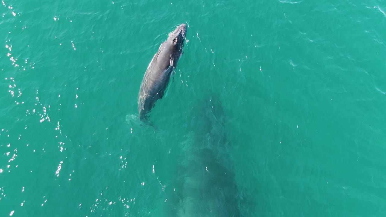 A whale surfaces in open turquoise water at Punta Gorda Beach, its dark back breaking the surface while a broad shadow trails below and no people are visible.