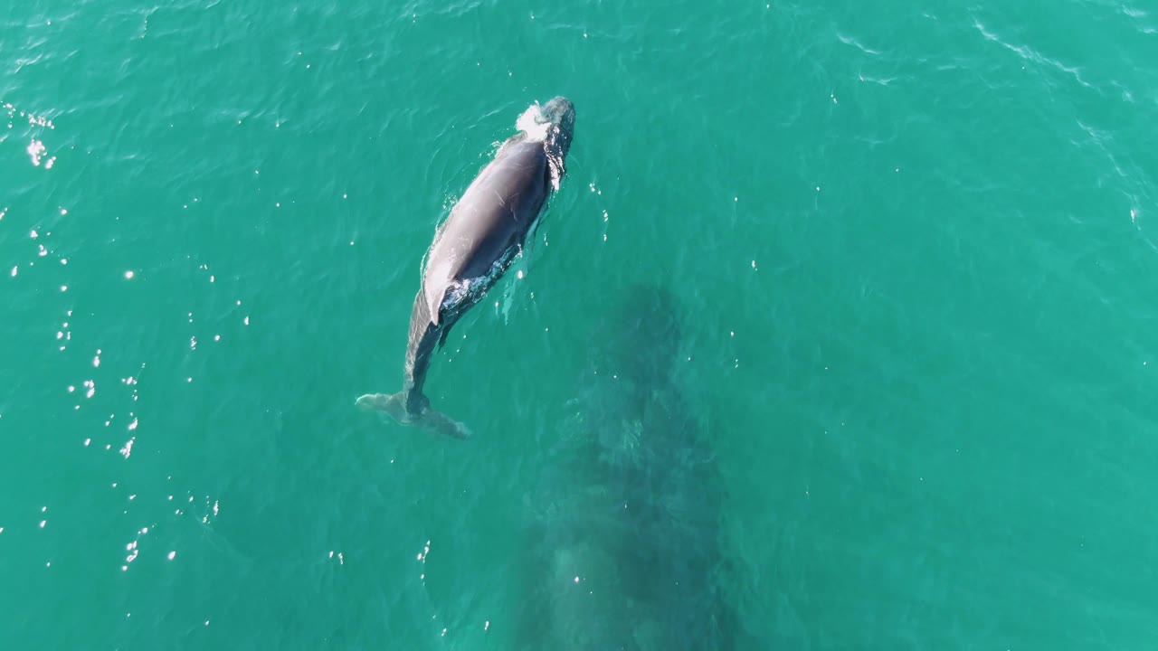 The whale angles across clear turquoise water at Punta Gorda Beach, with its back and tail area visible near the surface and no visible people, boats, or shoreline.