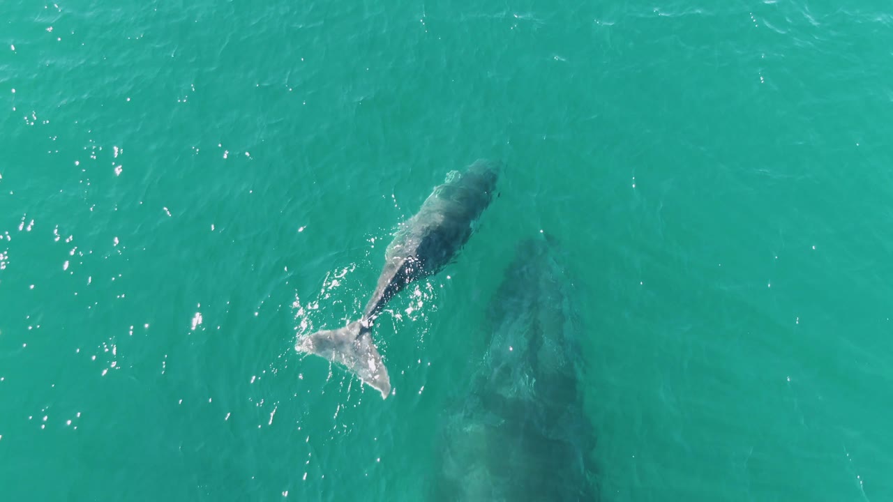 At Punta Gorda Beach, Baja California Sur, the calf's tail breaks the surface with a small splash while the adult whale remains visible as a darker form below, with no visible people.