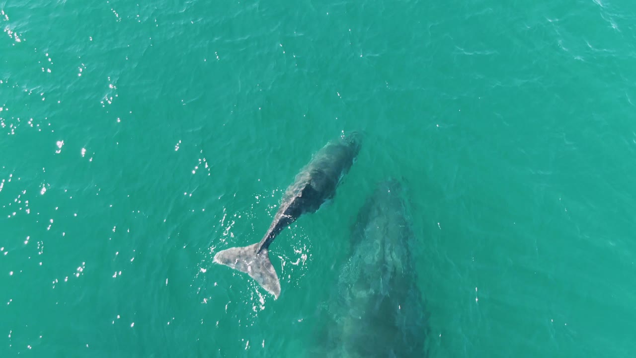 At Punta Gorda Beach, Baja California Sur, the calf moves ahead near the upper part of the frame while the adult whale appears as a broad shadow beneath the turquoise surface, with no visible people.