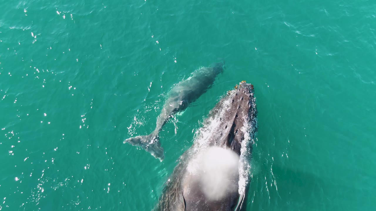 At Punta Gorda Beach, Baja California Sur, an adult whale surfaces beside a smaller calf in turquoise ocean water, with white splash on the adult and no visible people.