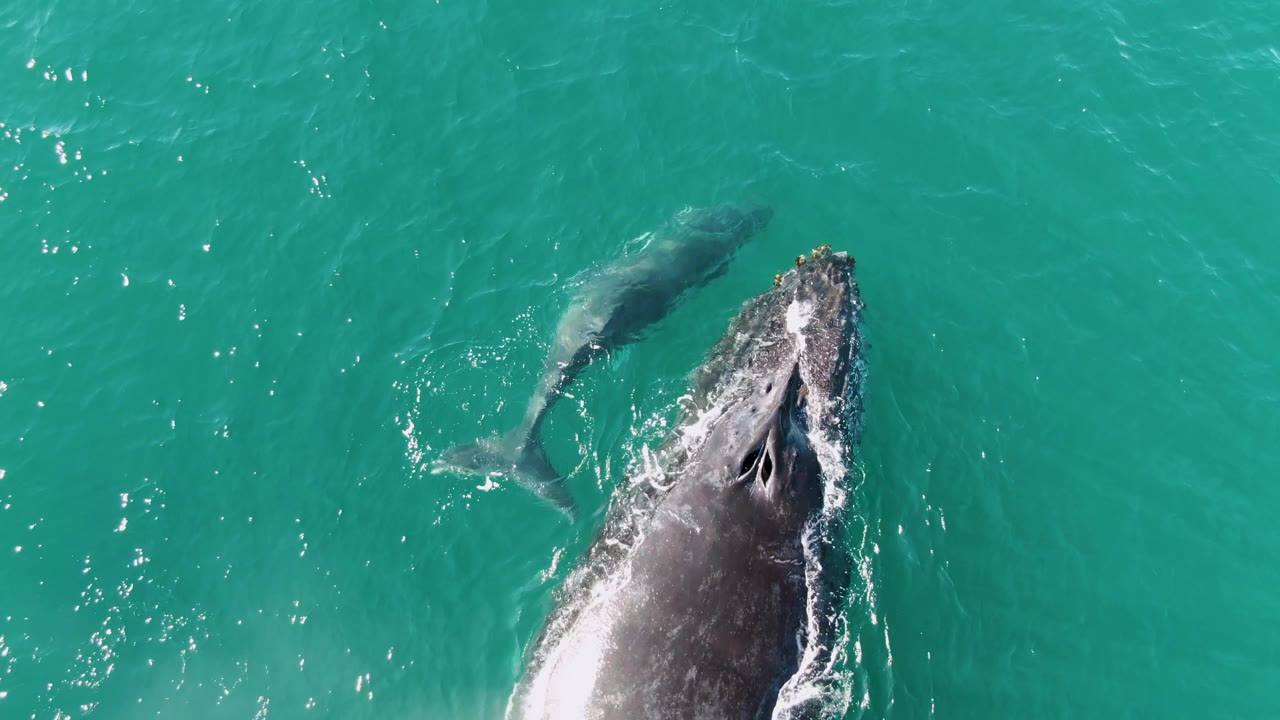 The adult whale appears near the center-right with its head at the surface while the smaller calf swims nearby in clear turquoise water at Punta Gorda Beach, with no visible people.