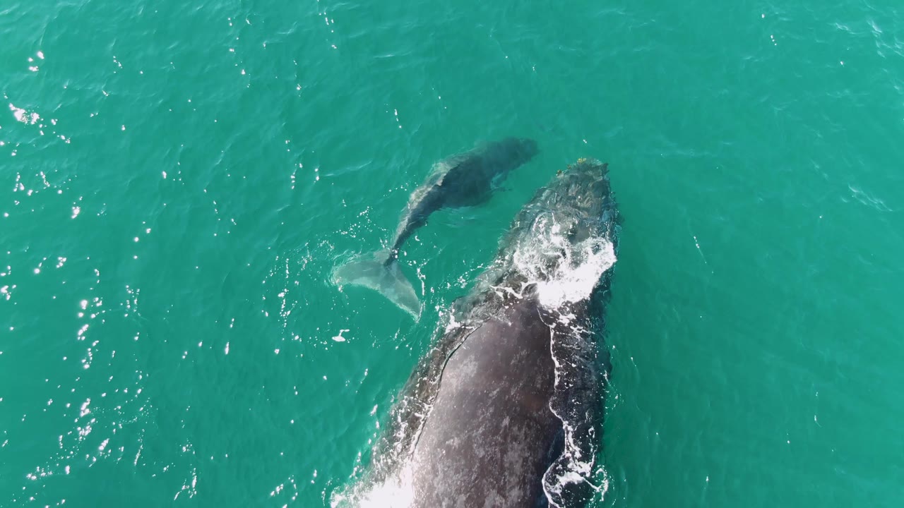 At Punta Gorda Beach, the smaller calf swims above the larger whale as white water breaks along the adult whale's head and back, with no boats or people visible.
