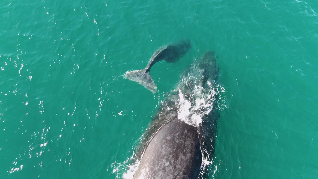 Whale calf and adult whale partially visible from above.