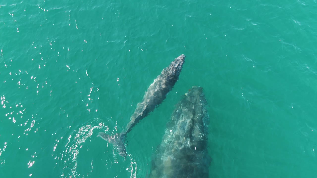 Adult whale and calf near the surface in turquoise water.