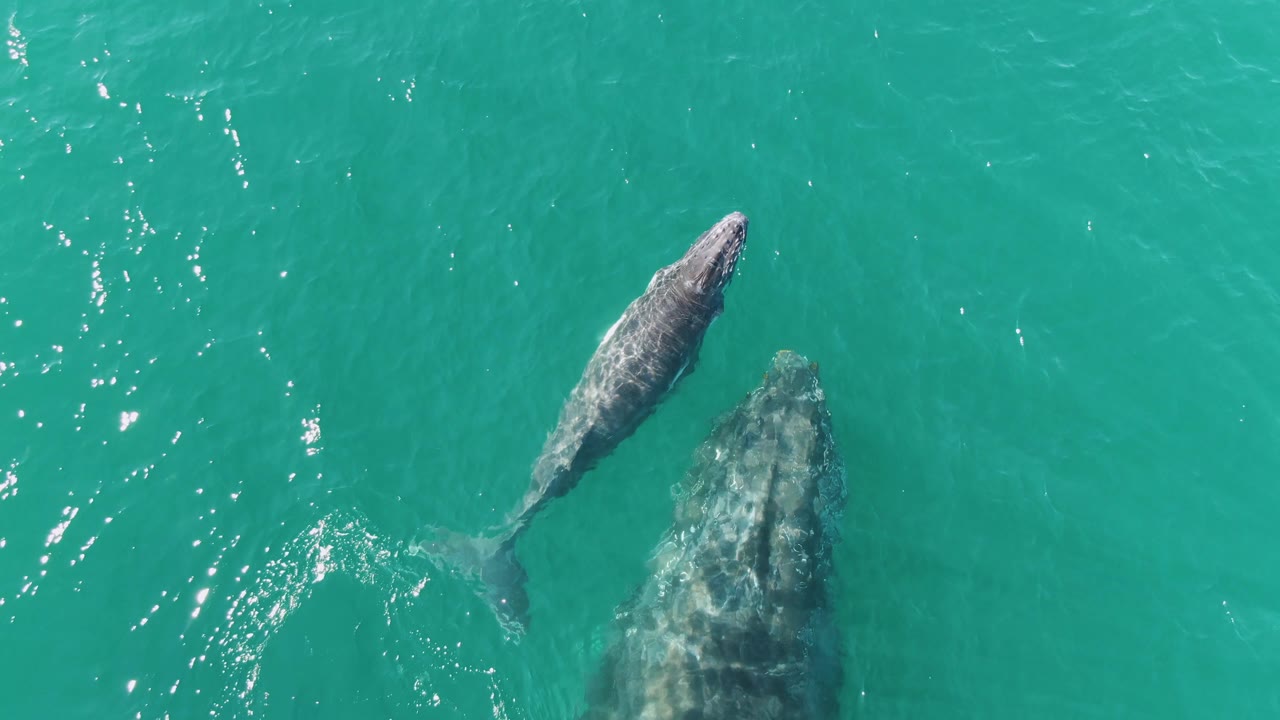 At Punta Gorda Beach, the calf is left of the adult whale as both bodies show through the clear turquoise surface, with scattered sun reflections and no visible people.