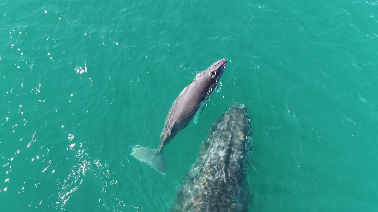 Overhead Punta Gorda Beach frame with the calf higher and left of the adult whale's head, both visible under rippled turquoise water and no visible people.