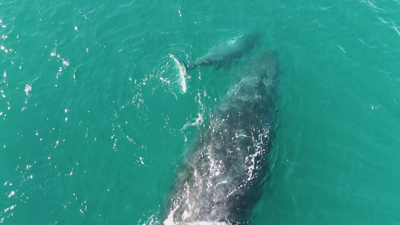 At Punta Gorda Beach in Baja California Sur, two whales appear beneath turquoise ocean water, with the larger whale lower in frame and the smaller whale ahead, no visible people.