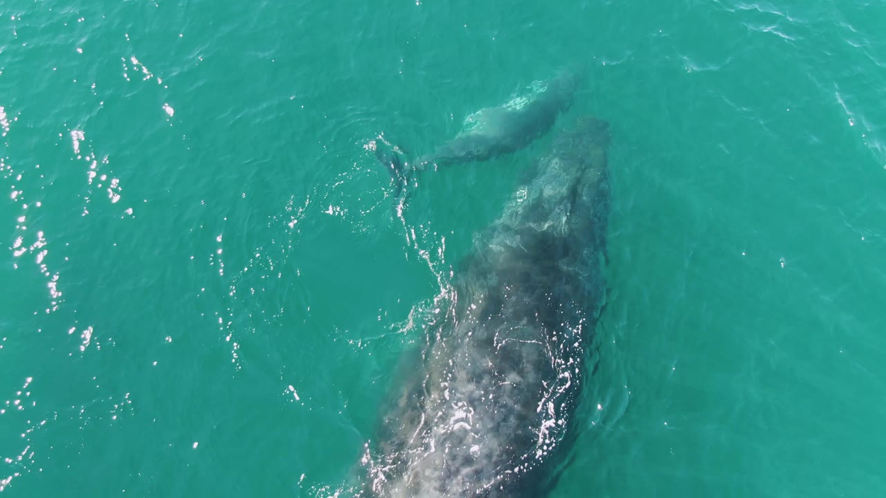 At 0:01, the smaller whale is slightly farther ahead of the larger whale under rippled turquoise water at Punta Gorda Beach, with no visible people.