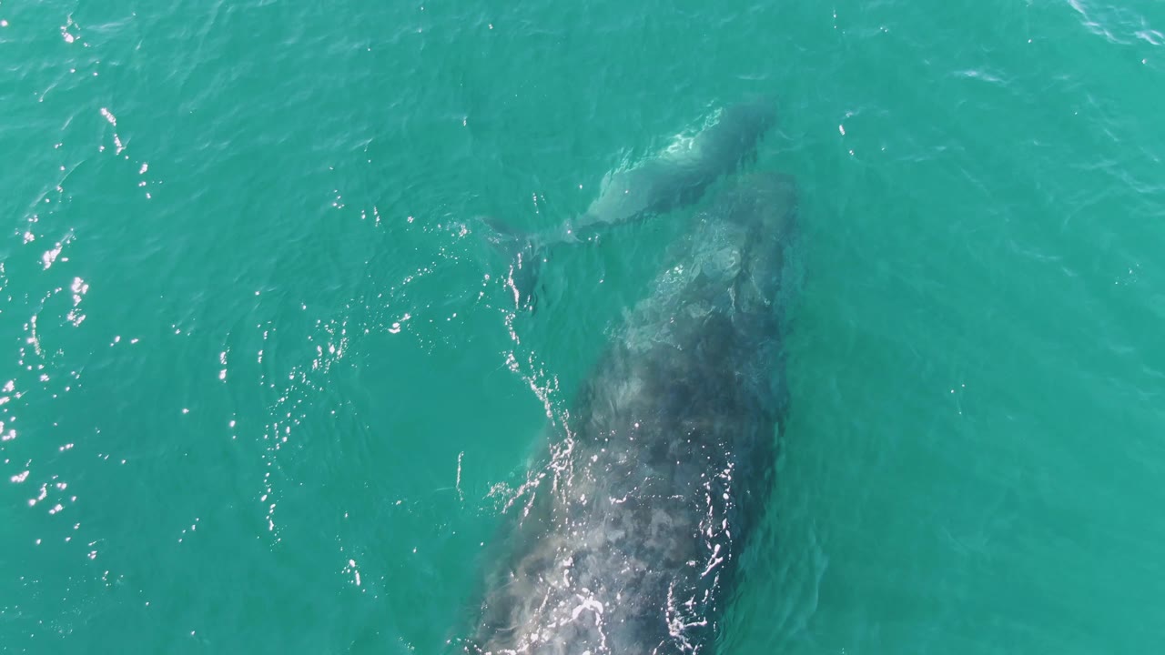 At Punta Gorda Beach, the larger whale sits near the right side of the frame while the smaller whale remains ahead in turquoise water, with scattered sun glints and no visible people.