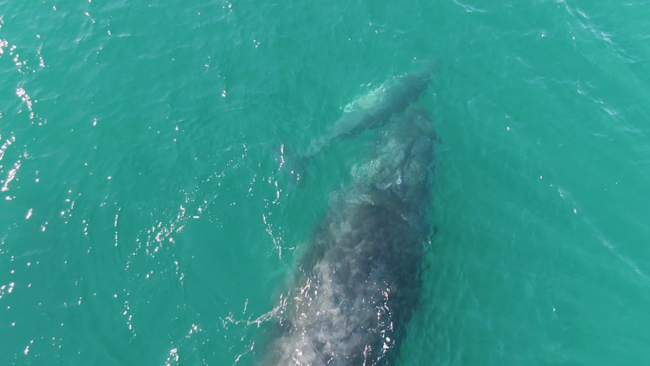 Whales partly visible below turquoise ocean surface
