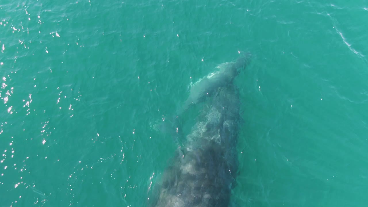 At Punta Gorda Beach in Baja California Sur, an adult whale and calf appear below clear turquoise water near the left side of the overhead frame, with no visible people.