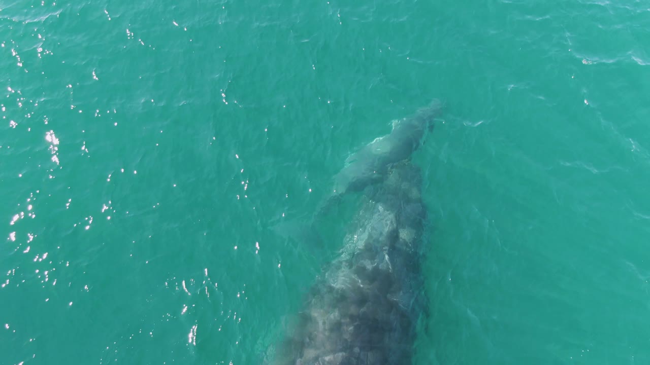 At Punta Gorda Beach in Baja California Sur, the whale pair remains visible below the surface with a bright line of sun glints crossing the turquoise water, and no visible people.