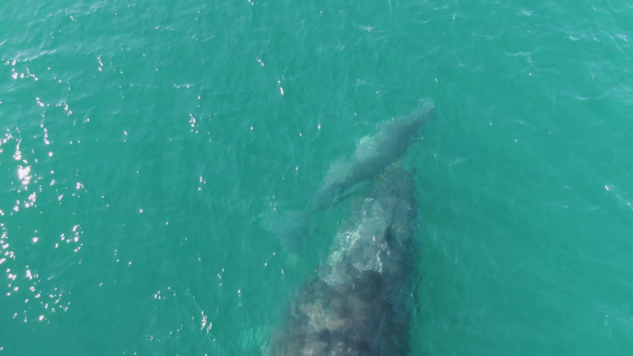 At Punta Gorda Beach in Baja California Sur, the smaller calf is positioned ahead of the larger whale under the turquoise surface, with open water filling the frame and no visible people.
