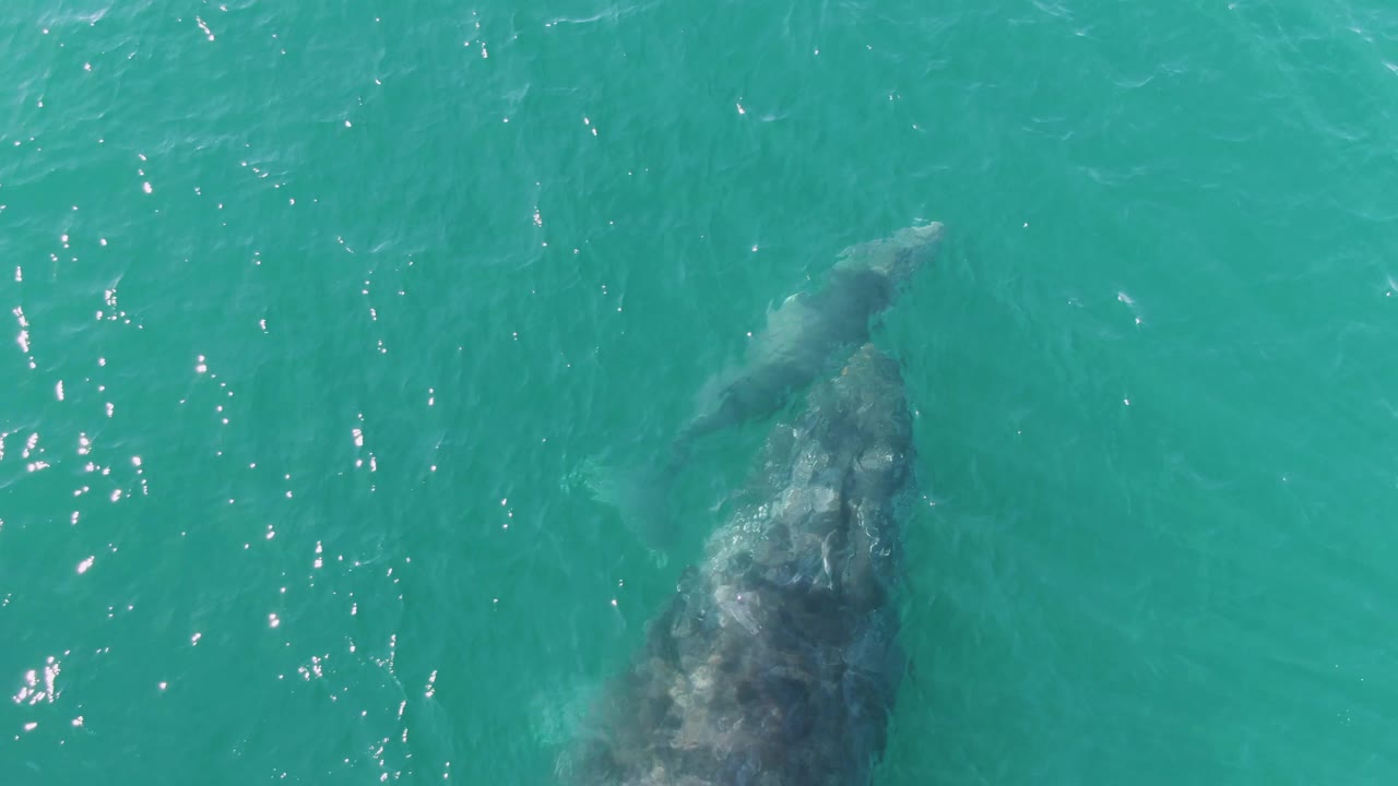 Whale pair faintly visible below ocean surface