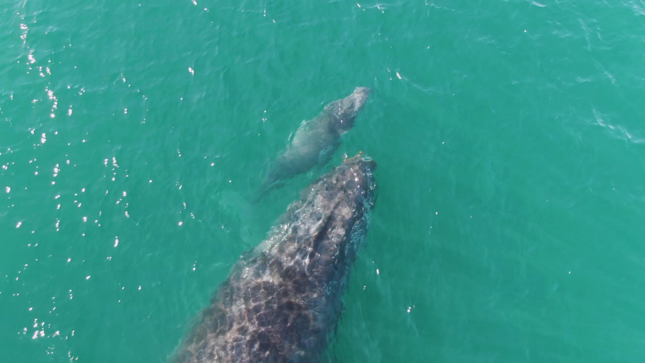 At Punta Gorda Beach in Baja California Sur, an adult humpback whale and calf are seen from above in turquoise water with no visible people.