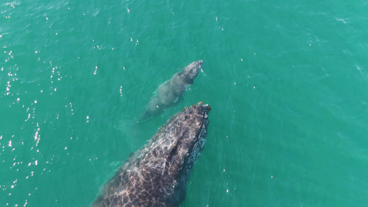 Humpback whale and calf swimming below sunlit water