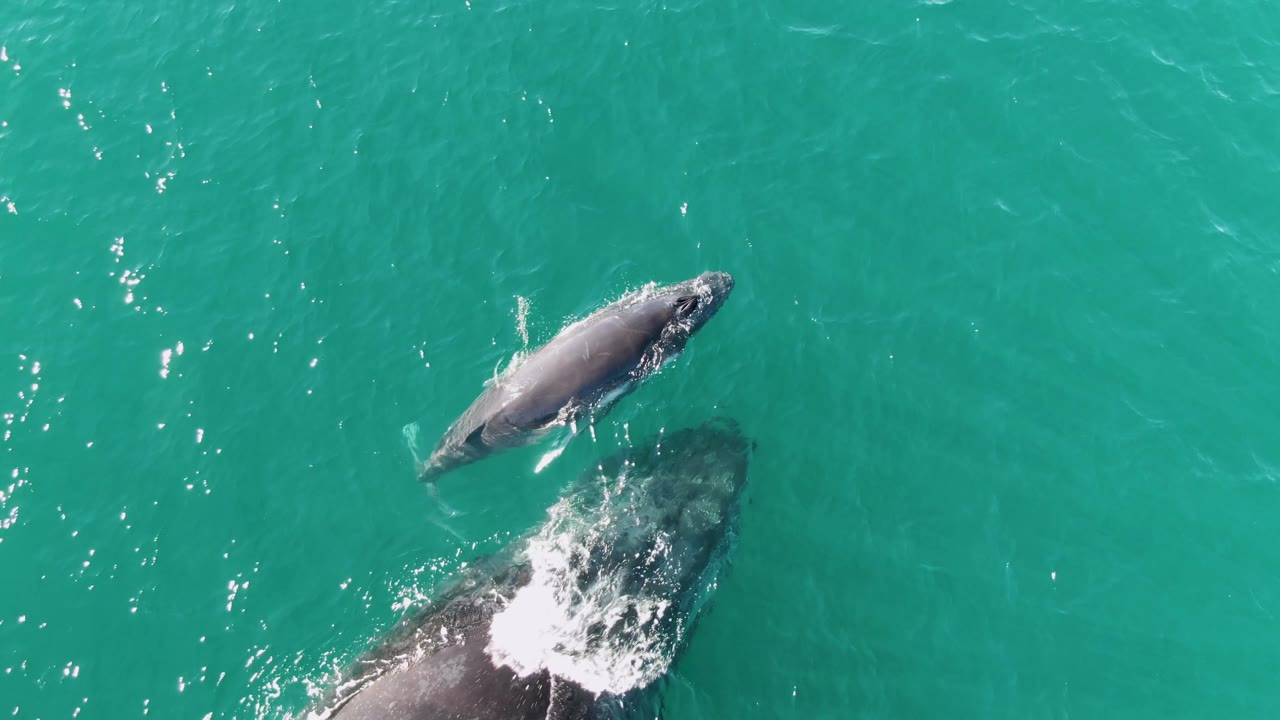 Overhead view at Punta Gorda Beach, Baja California Sur, showing two whales near the surface in turquoise ocean water, with white splash beside the larger whale and no visible people.