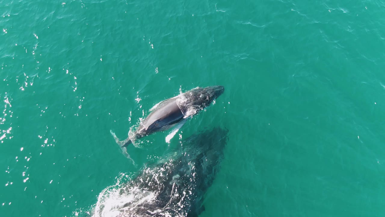Overhead frame from Punta Gorda Beach, Baja California Sur, with the smaller whale swimming above the larger whale's dark underwater form in clear turquoise water and no visible people.