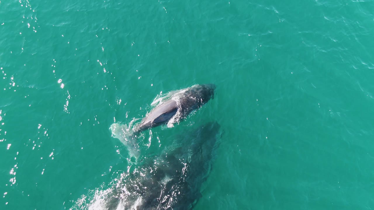 At Punta Gorda Beach, Baja California Sur, two whales move through turquoise ocean water, with the upper whale partly surfaced and white spray trailing over the larger whale below, no visible people.