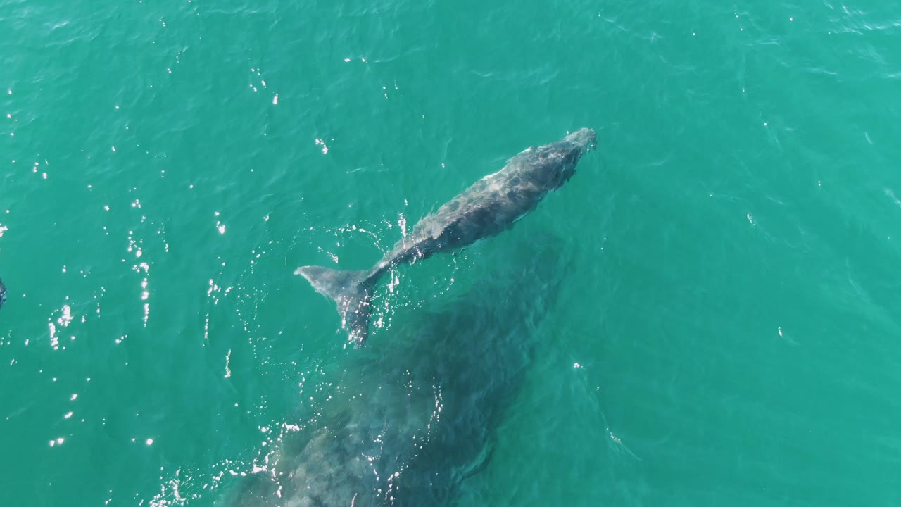 Whale and calf in turquoise ocean water from above.