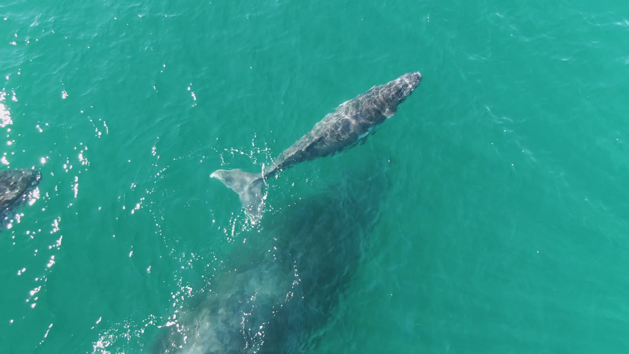 The whale and calf continue through clear turquoise ocean at Punta Gorda Beach, Baja California Sur, with surface sparkle and no visible people.