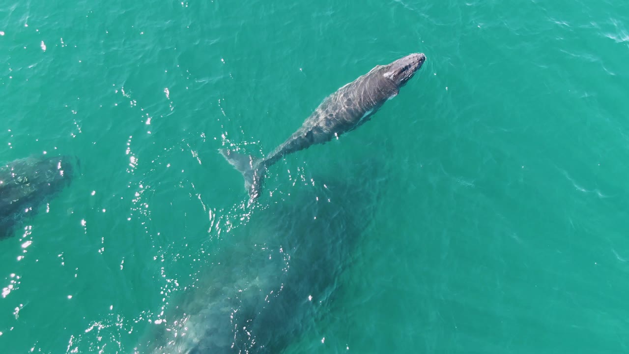 Overhead frame of the whale and calf in Baja California Sur water, with the smaller animal lower in frame, bright ripples near center, and no visible people.