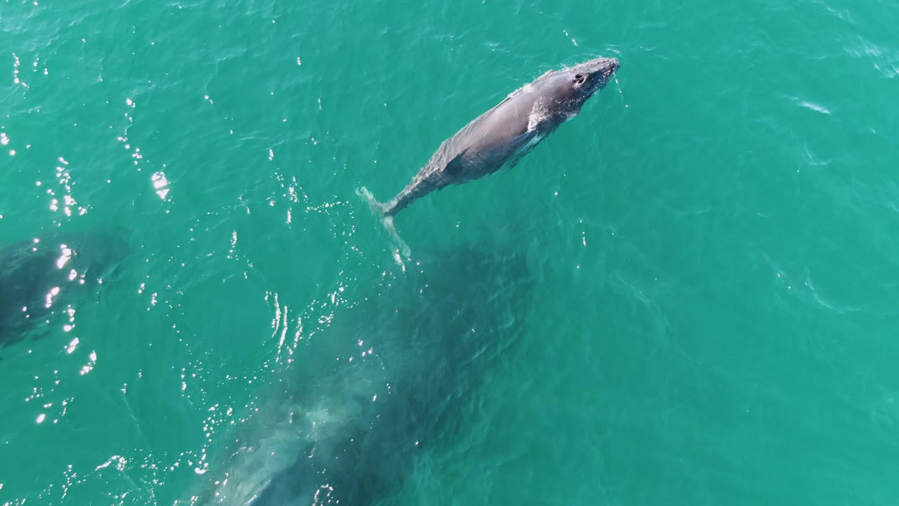 The whale appears brighter near the surface while the calf remains lower in the frame at Punta Gorda Beach, Baja California Sur, with no visible people.